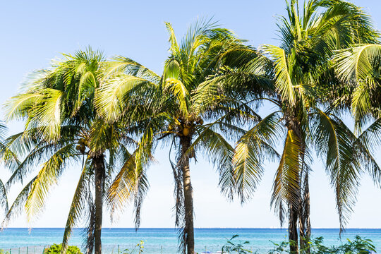 three tall palm trees and in the background the caribbean sea in mexico
