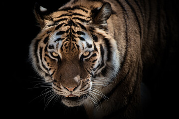Tiger mit Blick nach vorne vor schwarzen Hintergrund - obrazy, fototapety, plakaty