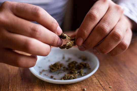 manos seleccionando marihuana (Cannabis) para armar un blunt. Concepto de medicina natural.