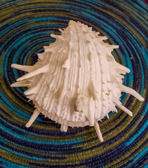 Beautiful natural Spondylus shell decoration on a round blue placemat, on a table.