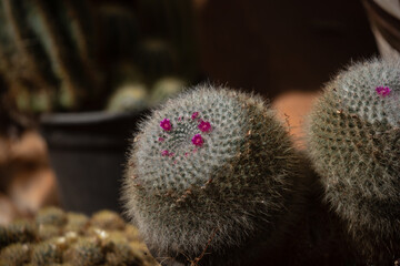 Flowering cactus garden. Succulent plants detail.