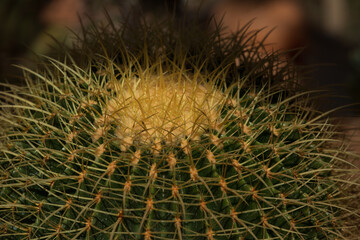 Ball Cactus (Parodia Magnifica) crown.
