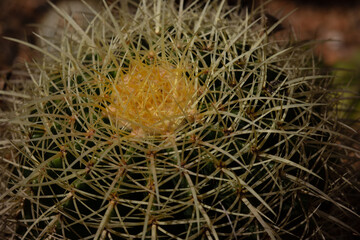 Ball Cactus (Parodia Magnifica) crown.
