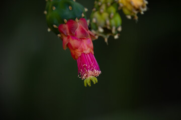 Opuntia ficus-indica inflorescence.
Soft focus on Prickly pear cactus.
Selective Focus and Blurred...
