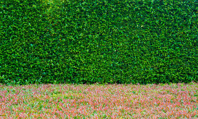 green leaves wall background, leaf wall nature background
