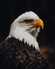 portrait of a eagle