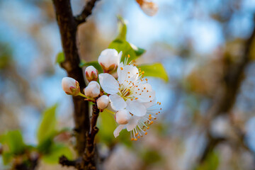 close-up photograph of a flower cluster of a plum tree in summer