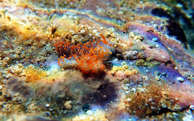 Obraz na płótnie Canvas Mating underwater shot of colorful Flabellina nudibranch into the Mediterranean sea - Flabellina affinis
