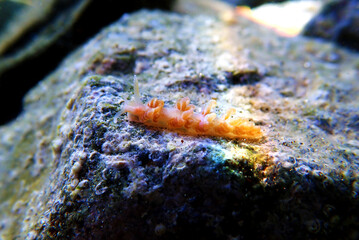 Underwater shot of colorful Flabellina nudibranch into the Mediterranean sea  - Flabellina affinis