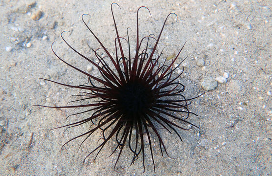 Coloured tube sea anemone - Cerianthus membranaceus
