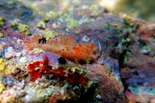 Underwater shot of colorful Flabellina nudibranch into the Mediterranean sea  - Flabellina affinis