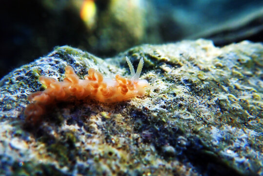 Underwater shot of colorful Flabellina nudibranch into the Mediterranean sea  - Flabellina affinis