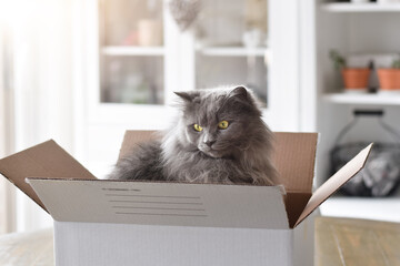 Cute fluffy grey cat sitting inside cardboard box on kitchen table