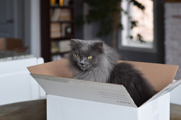 Cute fluffy grey cat sitting inside cardboard box