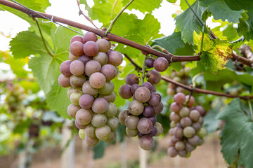 Fresh grapes ripe for picking in a grape shed