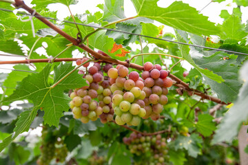 Fototapeta na wymiar Fresh grapes ripe for picking in a grape shed