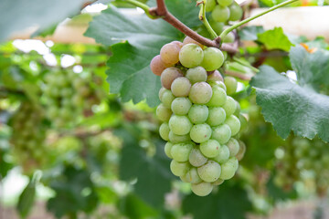 Fresh grapes ripe for picking in a grape shed