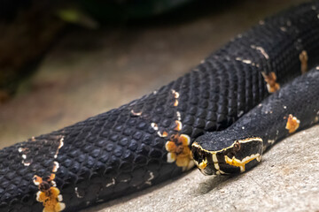 close up of a black and yellow snake