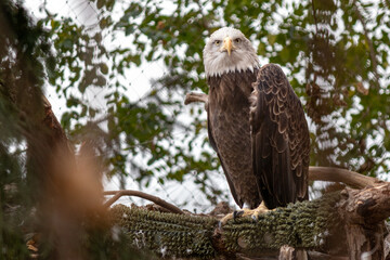 bald eagle on branch