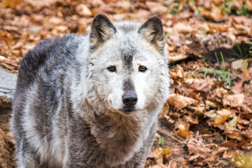 grey wolf in the woods