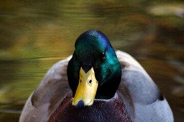 Duck Headshot