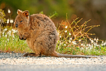 A quokka (Setonix brachyurus) standing amongst some   grass flower heads.

Native to Western Australia's Rottnest Island, the quakka is a small herbivorous marsupial.