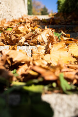 Macro photo of autumn leaves on a stone staircase. Autumn photos, bright colors. Vertical photo.