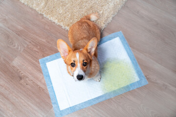 Beautiful Welsh corgi Pembroke or cardigan dog with a guilty look, because he could not wait for a walk and pissed on diaper at home, top view. Methods of gradually accustoming puppy to the toilet