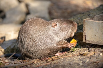 Closeup with nutria holding a piece of food in hands, eating carrot and enjoying sunshine between the stones by the pond. Wild animal funny eating wiggling long whiskers