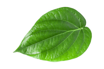 Fototapeta na wymiar Green betel leaves isolated on white background,clipping path