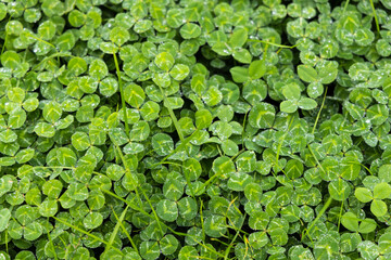 Close-up view of white clover with some condensation visible.