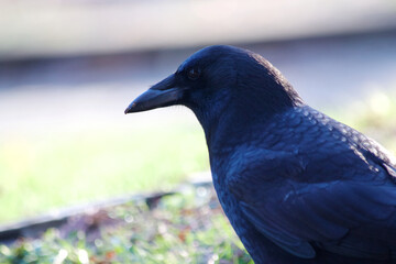 Crow Close-up