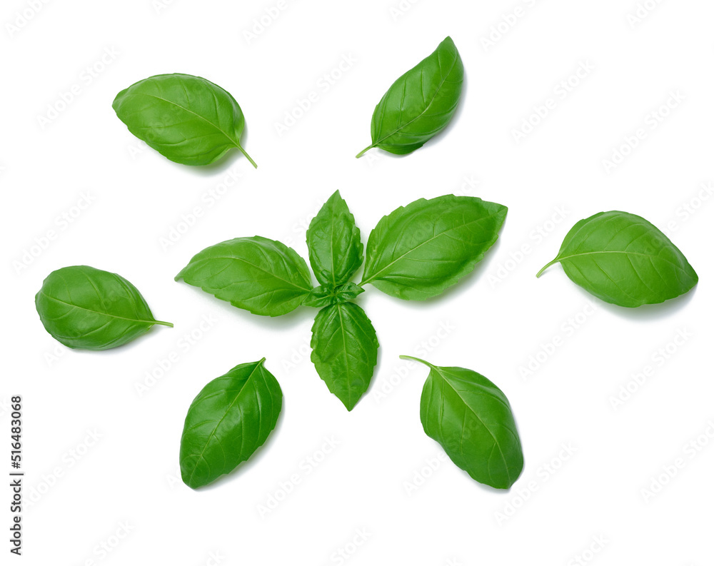 Wall mural Various green basil leaves isolated on white background