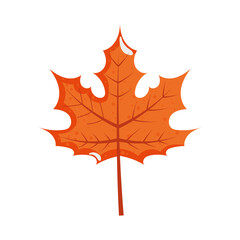 maple leaf illustration