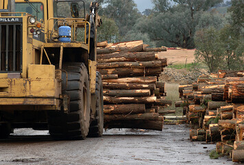 PIne timber cut for transportation and used in paper manufacturing- Victoria Australia.  © KRUTOPIMAGES