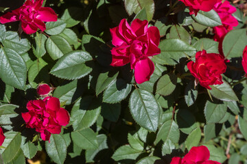 Red ground rose with deep green leaves