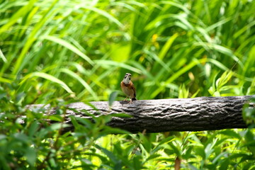 擬木に止まるホオジロ