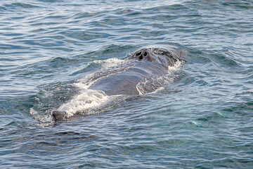 Humpback whale body out of water, with blowholes 