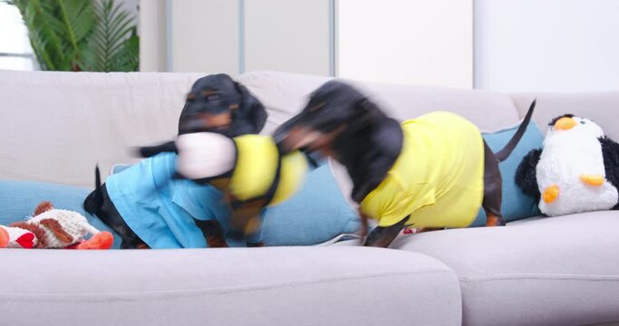 Two dachshund dogs compete for stuffed toy. Puppy stubbornly holds bee firmly in his teeth, second dog tries to pull it out,snatch sadly walks away. Hierarchy in a pack of dogs, personal boundaries.