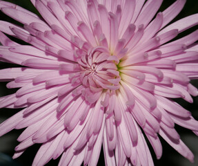 Chrysanthemum, close up detail showing the structure of the petals of this flower.