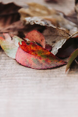 Copy space of fallen red, orange, yellow and brown leaves over a wooden surface. Autumn concept Vertical