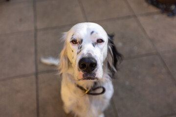 A Portrait of an English Setter Dog Locking Eyes with the Camera - Perfect for Pet, Animal, and Canine-Themed Projects.