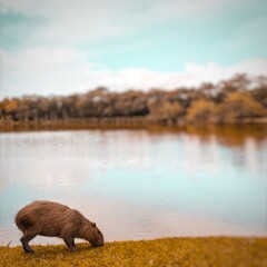 Capybara beside the lake