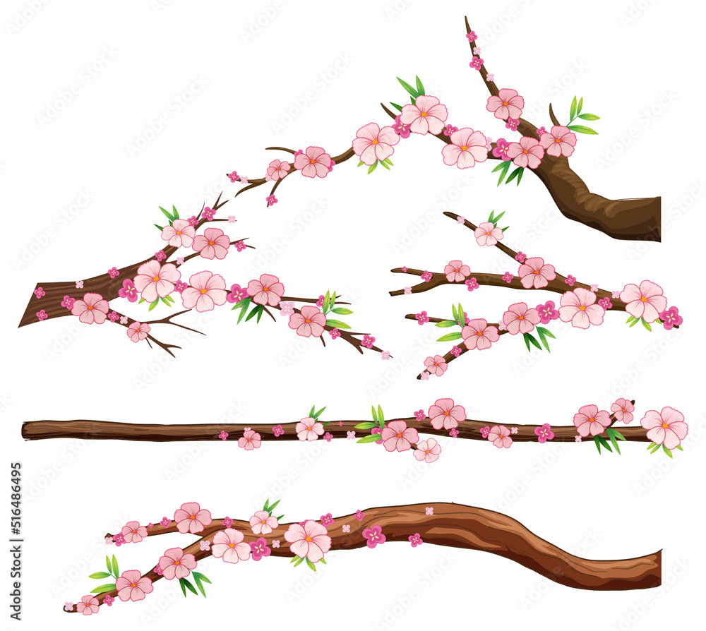 Wall mural cherry blossom branch isolated