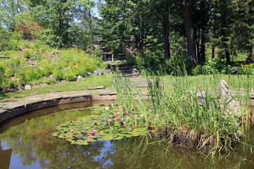 Fototapeta na wymiar Pond with blooming lotuses
