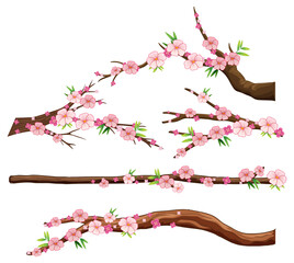 Cherry blossom branch isolated