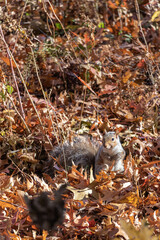 squirrel in the park in autumn