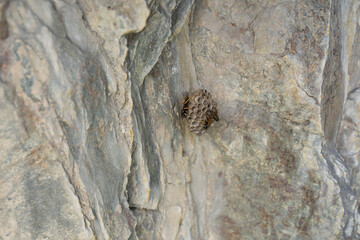 Wasp nest