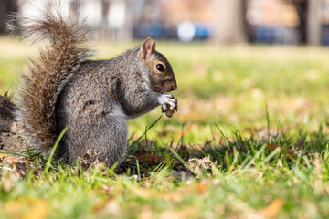 Obraz premium squirrel in the park eating a nut