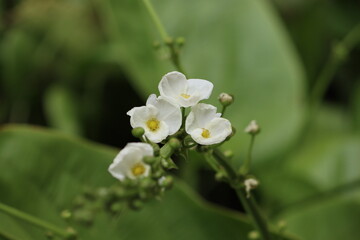 Obraz premium Cambodia. Echinodorus cordifolius, the spade-leaf sword or creeping burhead, is a species of aquatic plants in the Alismatales. 